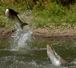 Invasive Species