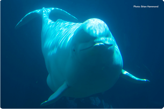 Beluga Whale  NOAA Fisheries