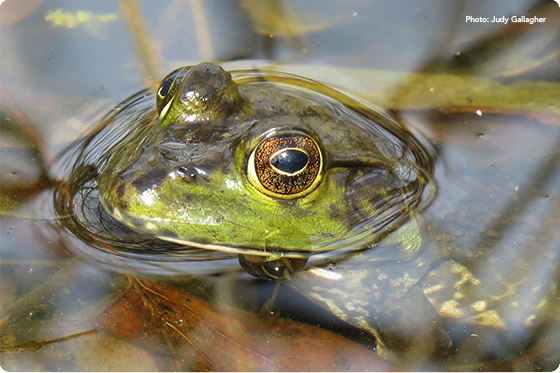 Photo of an American Bullfrog by Judy Gallagher