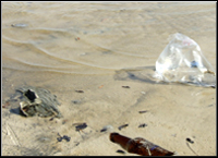 Littered Beach