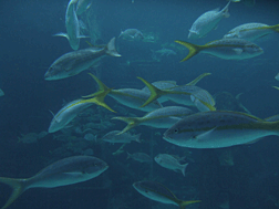 Fishery Management