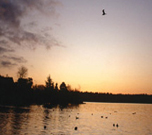 Wetlands