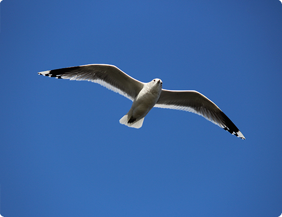 seagull