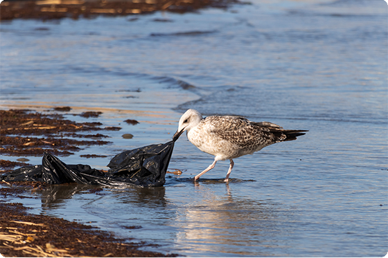 Photo of a seagull and plastic trash in water