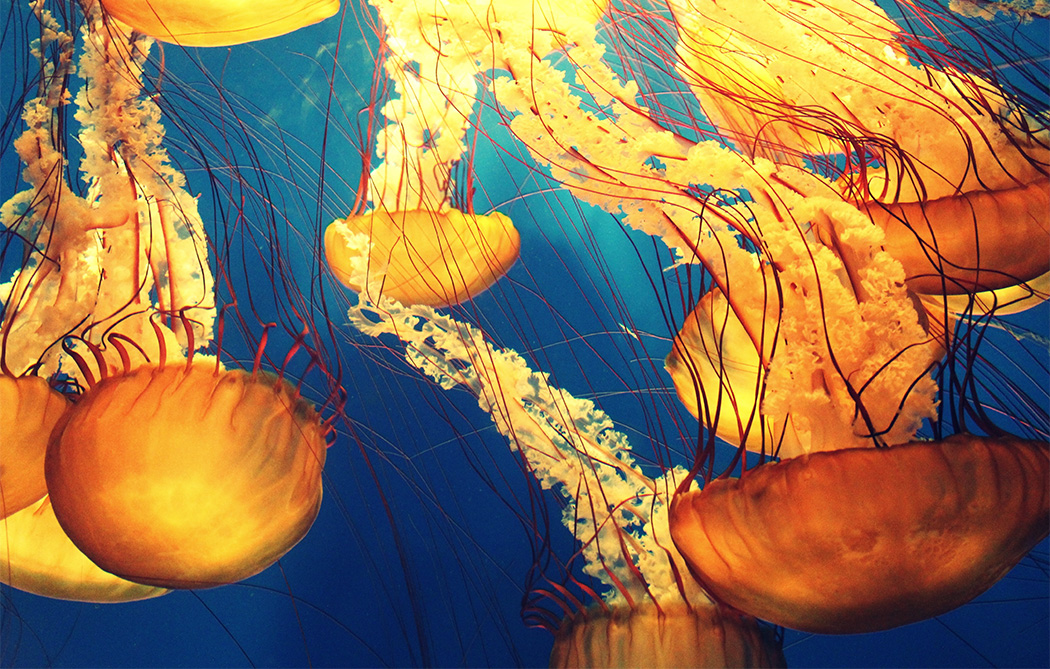 Photo of jellyfish