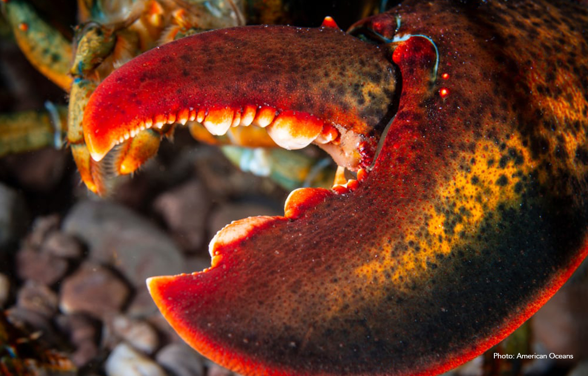 North Atlantic American Lobster - photo by American Oceans